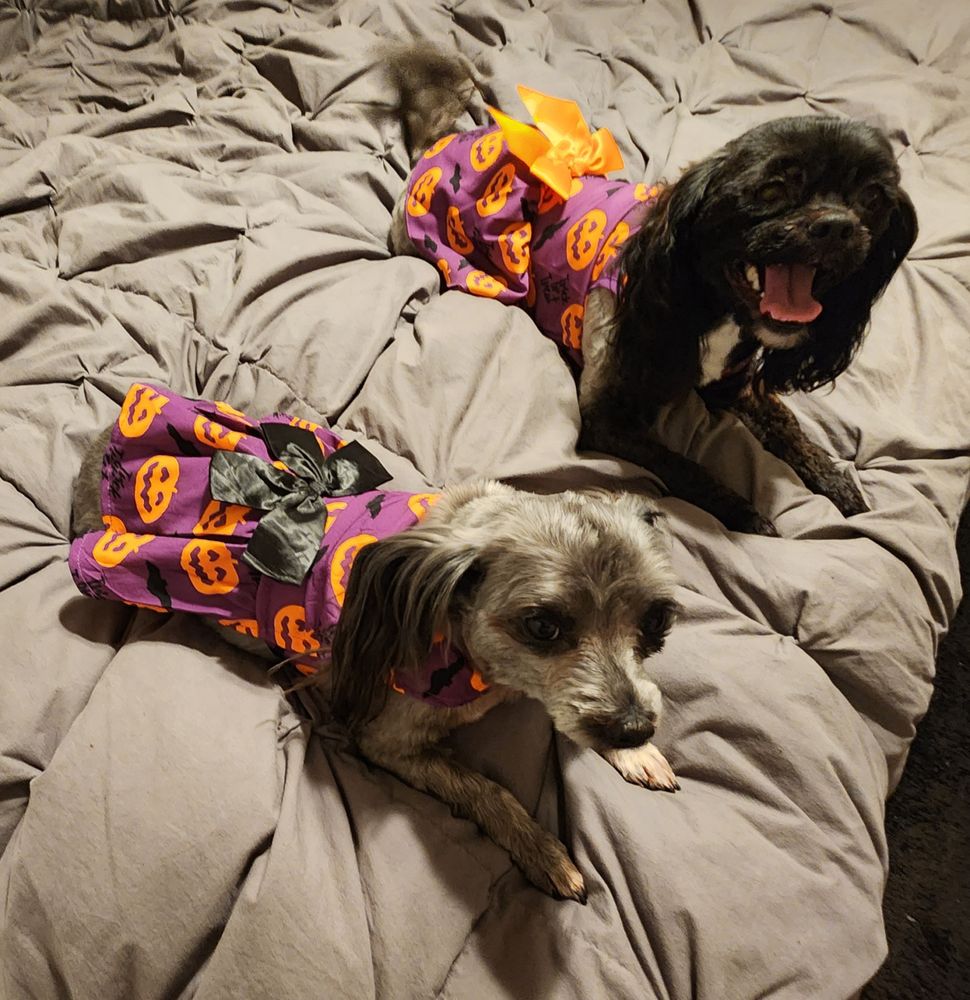 PUPPY LOVE GROOMING Updated September 2024 47 Photos & 21 Reviews