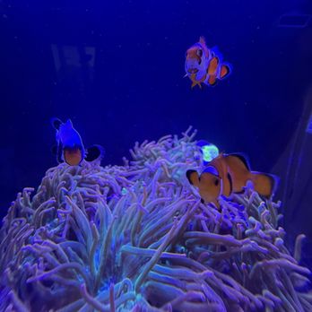 Hydros Aquatics - Fish - Local Fish Stores Near Me - Miami, Florida