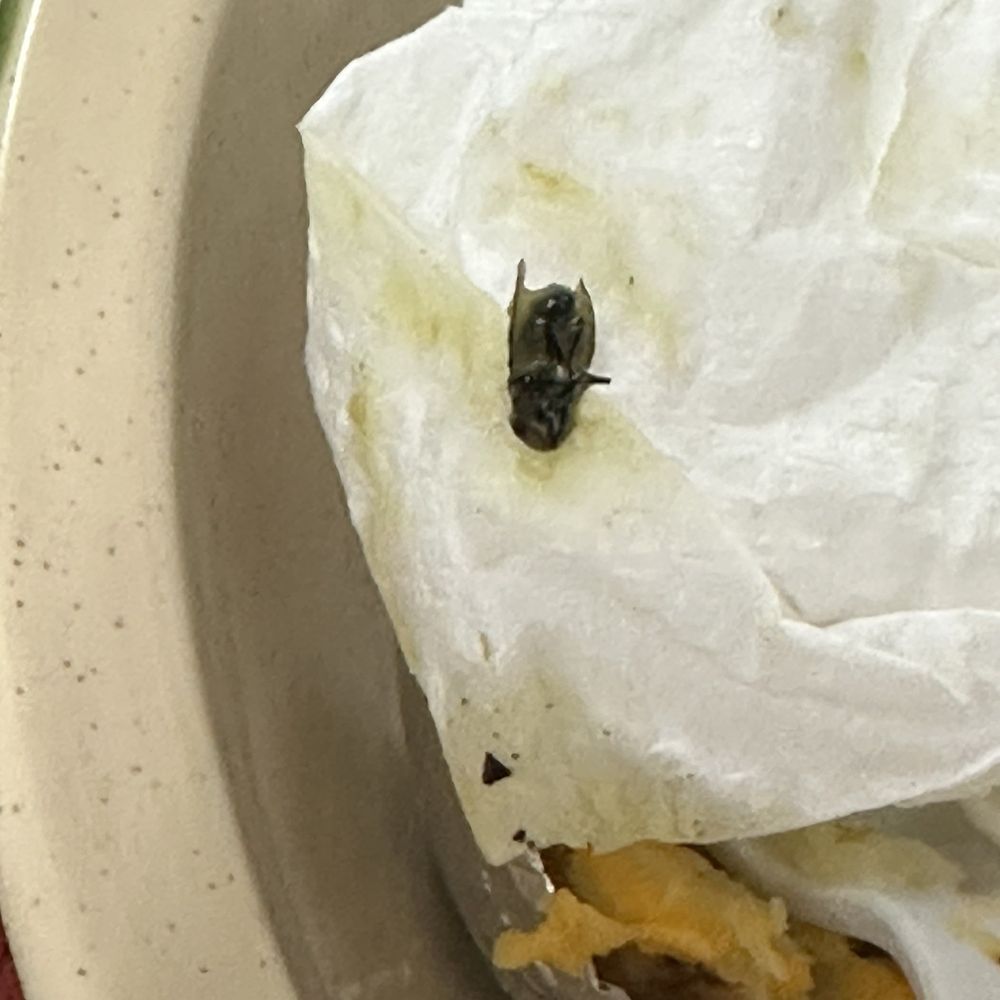 Taqueria Morales - Fly found in my food - Mexican Near Me - Donna, Texas Taqueria Morales - Fly found in my food - Mexican Near Me - Donna, Texas