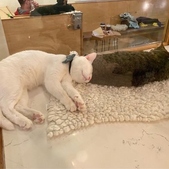 NEKO: A Cat Cafe - Themed Cafes Near Me - Seattle, Washington NEKO: A Cat Cafe - Themed Cafes Near Me - Seattle, Washington