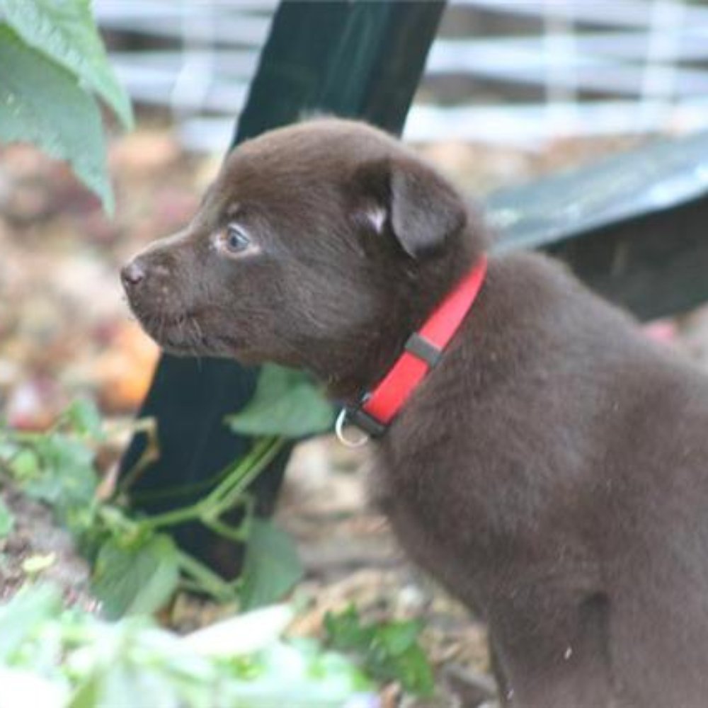 The Best 10 Pet Boarding near Hundepension LaLu in Friedberg, Hessen - Yelp