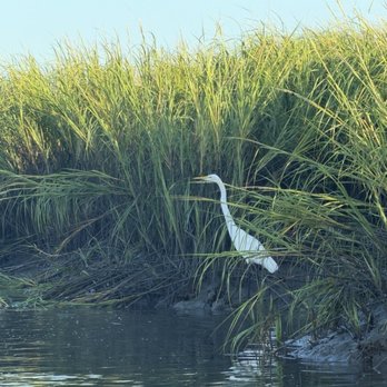 Dolphin Discoveries - Boat Tours Near Me - Hilton Head Island, South Carolina