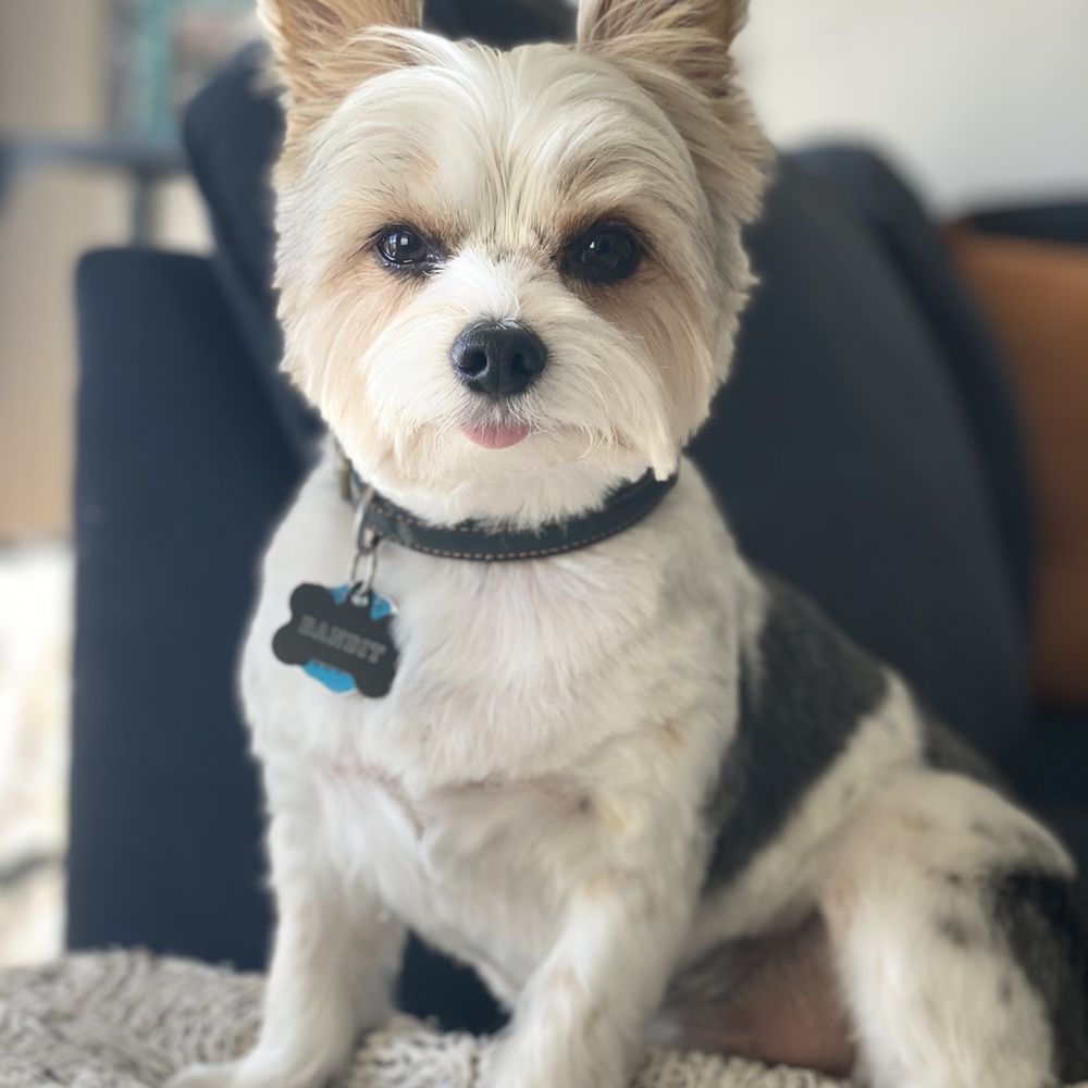 Bandit