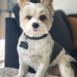 Bandit
