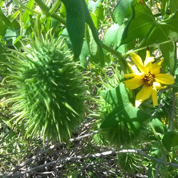 Torrey Pines Extension - A weird fruit/plant that we came across on the Margaret Fleming Nature Trail - Hiking Near Me - Del Mar, California
