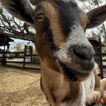 DK Farms & Gardens - Petting Zoos Near Me - Largo, Florida DK Farms & Gardens - Petting Zoos Near Me - Largo, Florida