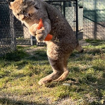 Cat Tales Wildlife Center - Lynx enjoying enrichment - Amusement Parks Near Me - Spokane, Washington Cat Tales Wildlife Center - Lynx enjoying enrichment - Amusement Parks Near Me - Spokane, Washington