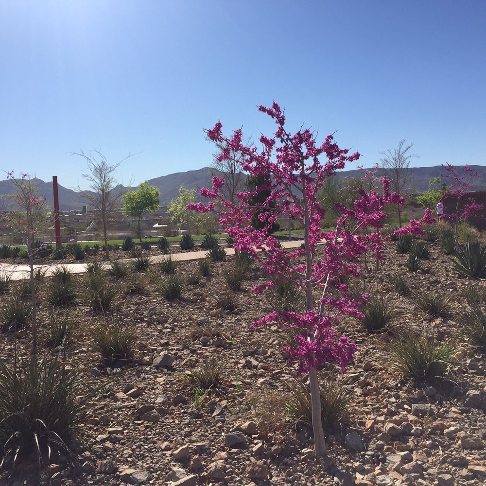 Cornerstone Park - Lakes Near Me - Henderson, Nevada Cornerstone Park - Lakes Near Me - Henderson, Nevada