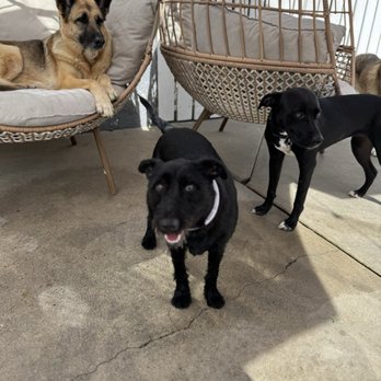 Comfy Home - Pet Boarding Near Me Comfy Home - Pet Boarding Near Me