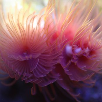 Reeftop Aquariums - red coco worms are one of many colorful invertebrates you can add to an aquarium without needing expensive lighting - Aquarium Services Near Me - Miami, Florida