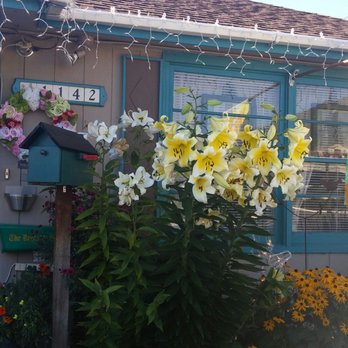Rose City Motel - Hotels Near Me - Roseburg, Oregon Rose City Motel - Hotels Near Me - Roseburg, Oregon