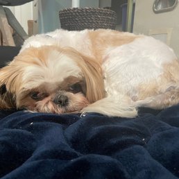 Our dog relaxing after his haircut. Our dog relaxing after his haircut.
