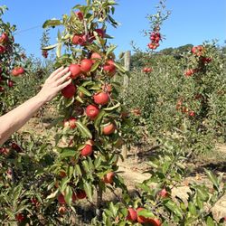 Cross Keys Farm - Could apple picking be any easier?