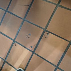 Our server pointed out the different animal prints fired into the floor tiles-- dogs, cats, and bird prints.