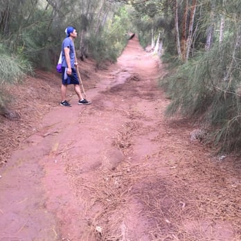 Kealia Trail - Inclines on Kuaokala access road - Hiking Near Me Kealia Trail - Inclines on Kuaokala access road - Hiking Near Me