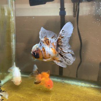 Genki Koi - Local Fish Stores Near Me - San Jose, California
