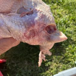 Vang's Chicken Farm