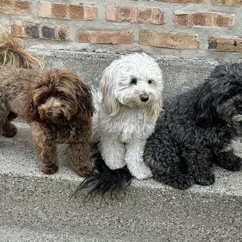 Cruisin' Canines - Archie and Asher adding a new bestie into their lives. - Pet Boarding Near Me - Chicago, Illinois Cruisin' Canines - Archie and Asher adding a new bestie into their lives. - Pet Boarding Near Me - Chicago, Illinois