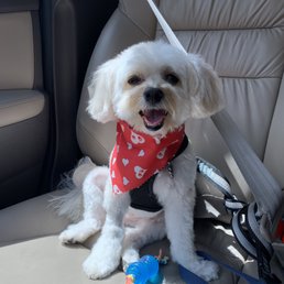 This is Finley fresh from the spa! He looks and smells great. This is Finley fresh from the spa! He looks and smells great.