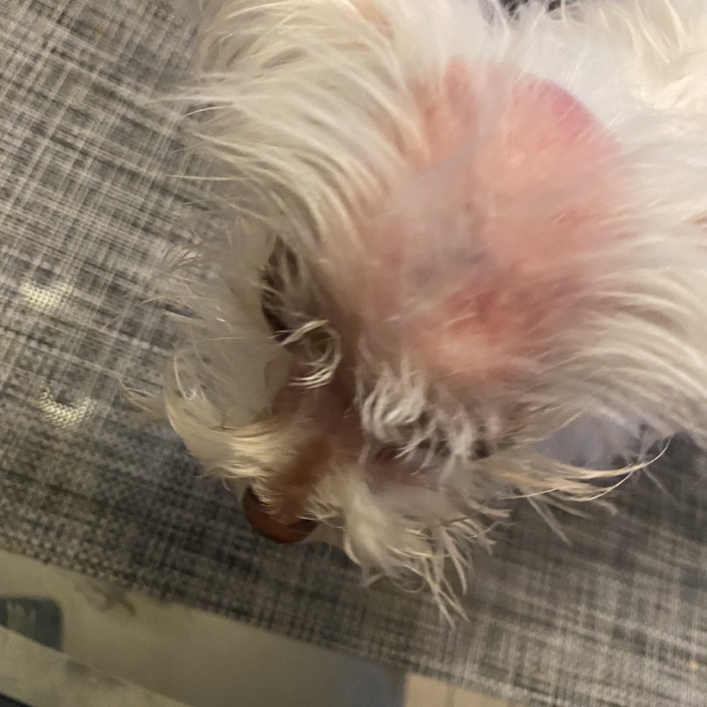 Paws and Jaws - Pet Groomers Near Me - Hesperia, California Paws and Jaws - Pet Groomers Near Me - Hesperia, California