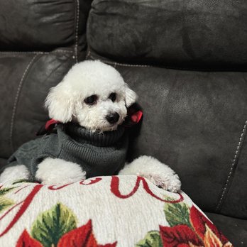 Benny's Pooch Pawler - Pet Groomers Near Me - San Fernando, California