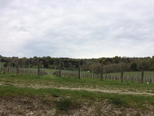 Albury Vineyard by null