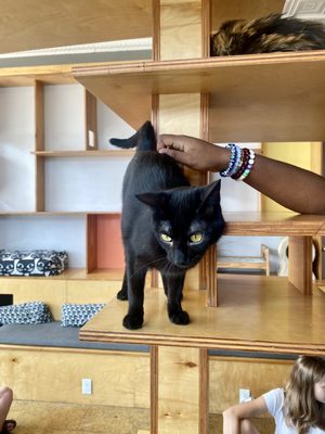 Mauhaus Cat Cafe by null