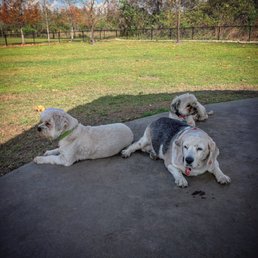 My furbabies enjoying the shade at the dog park My furbabies enjoying the shade at the dog park
