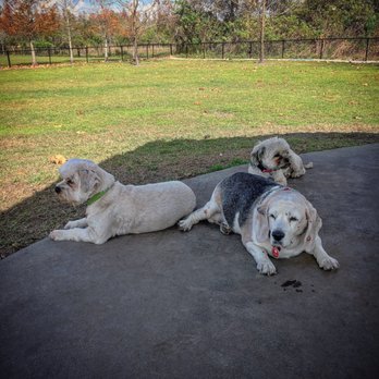 Meadow Woods Park - My furbabies enjoying the shade at the dog park - Parks Near Me - Orlando, Florida Meadow Woods Park - My furbabies enjoying the shade at the dog park - Parks Near Me - Orlando, Florida