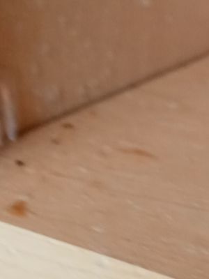 Evergreen Real Estate Services