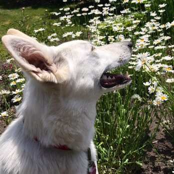 White Stone Kennels - Pet Breeders Near Me