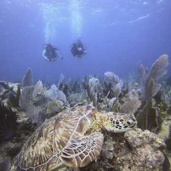 Sail Fish Scuba - Sea Turtle - Scuba Diving Near Me - Key Largo, Florida