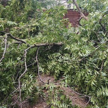 Tree Tx Services  - Before - Tree Services Near Me