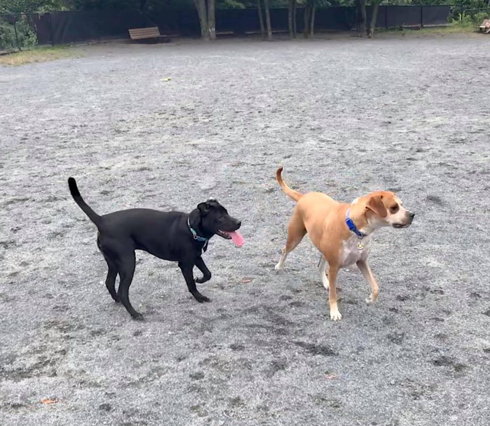 BARON CAMERON DOG PARK Updated September 2024 54 Photos & 54 Reviews 11300 Baron Cameron