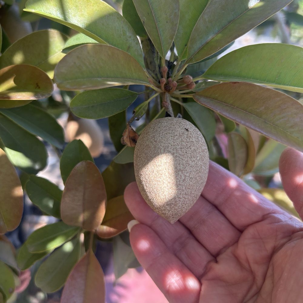 EKT Nursery - 5:7/26 Chiku or sapodila - Nurseries & Gardening Near Me - Lakewood, California EKT Nursery - 5:7/26 Chiku or sapodila - Nurseries & Gardening Near Me - Lakewood, California