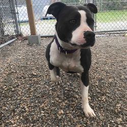 South Kingstown Animal Shelter
