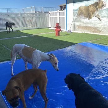 St Marks Dog Resort - Hank enjoying the pool at St. Marks. - Pet Boarding Near Me - Rancho Cucamonga, California