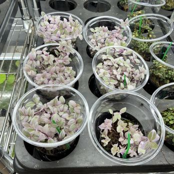 Aquaterrtopia - Small starter plants. This is one of mannnyyyyy types, colors, and sizes. There are also mosses as well. - Local Fish Stores Near Me - Crowley, Texas
