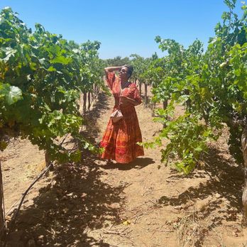Agua Dulce Winery - The grape vines - Wineries Near Me - Agua Dulce, California