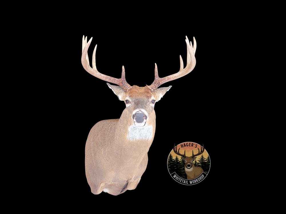 Hager's Whitetail Workshop - taxidermy in Mason, MI