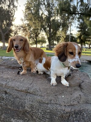 Kapiʻolani Regional Park by null