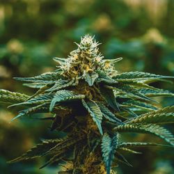 NuVue Pharma Dispensary Gunnison