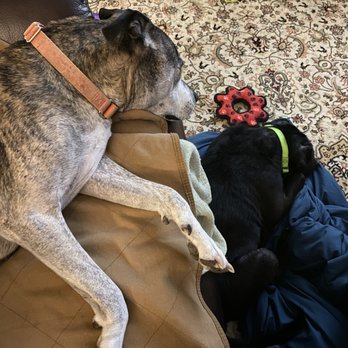 Pooch Pals - Dog Walkers Near Me - Arlington, Virginia