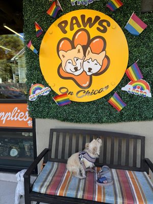 Paws on Chicon by null