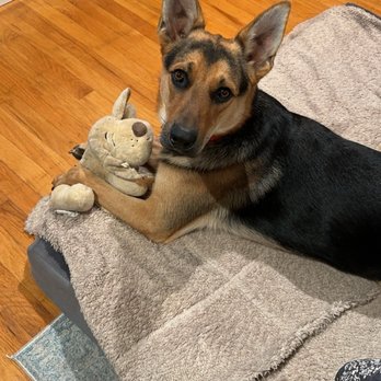 THE BEST 10 Pet Training in SAN JOAQUIN COUNTY, CA - Updated 2025 