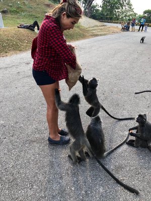 Malawati Hill بوكيت ملاوتي by null