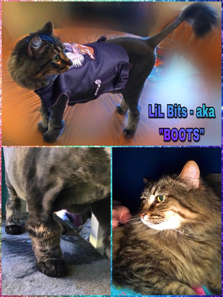 WHITEHAVEN VETERINARY CENTER PETS AND PIGS Updated October 2024 12 Reviews 5320 Belle Ave