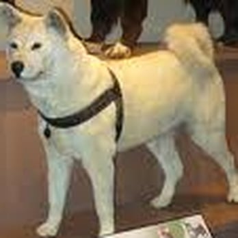Grooming By Rhonda - Pet Groomers Near Me - Boise, Idaho Grooming By Rhonda - Pet Groomers Near Me - Boise, Idaho