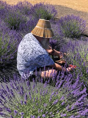 Helvetia Lavender Farm and Christmas Tree Farm by null