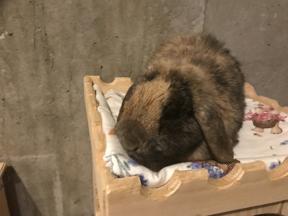 COUNTRY WILLOW VETERINARY HOSPITAL Updated August 2024 87 Kings Hwy